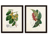 English Garden Botanical Print Set No. 7