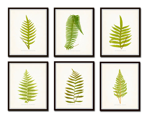 Vintage Ferns Botanical Print Set No. 2