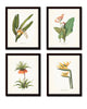 Tropical Botanicals Print Set No. 5