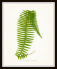 Vintage Ferns Botanical Print Set No. 2