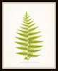Vintage Ferns Botanical Print Set No. 2