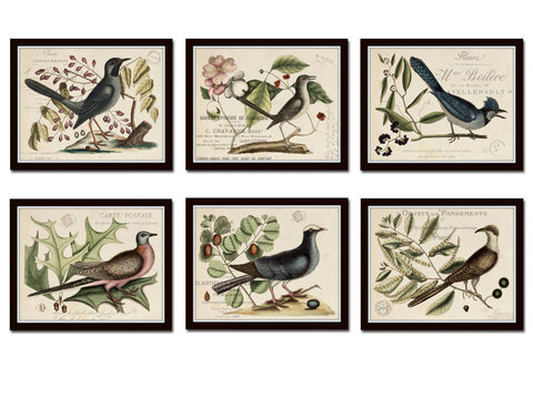 Vintage Bird and Botanical Horizontal Print Set No. 6