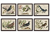 Vintage Bird and Botanical Horizontal Print Set No. 6