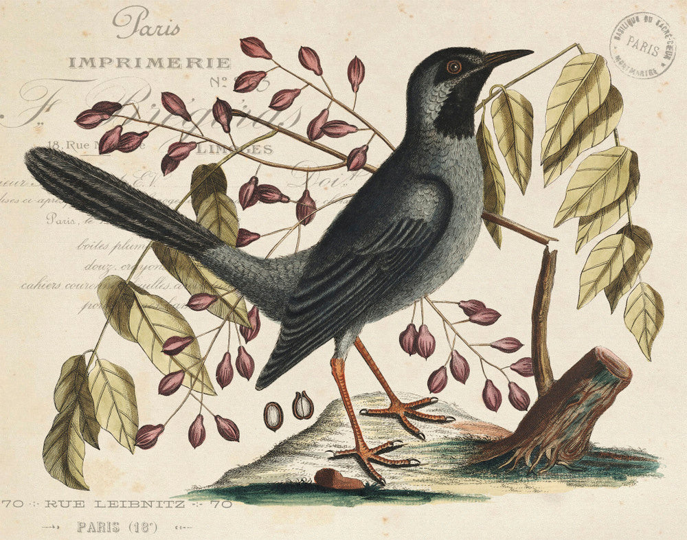 Vintage Bird and Botanical Print Set No. 7 – Belle Maison Art