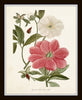 Pink Peony Floral Botanical Print Set
