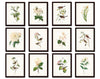Bird and Botanical Print Set No. 10