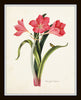 Amaryllis Botanical Print Set No. 2