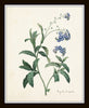 Redoute Blue Botanical Print Set