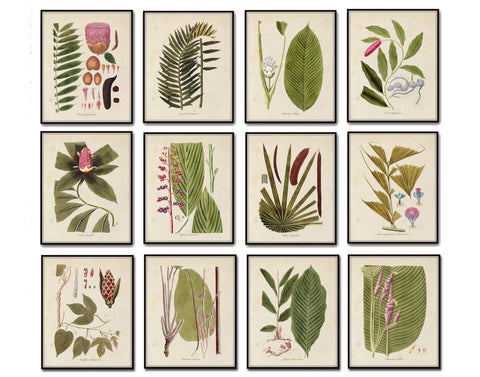 Palm Frond Botanical Print Set No. 15
