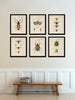 French Insect Study Print Set No. 1