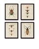 French Insect Study Print Set No. 2