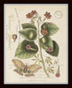 Vintage Butterfly and Botanical Print Set No.1