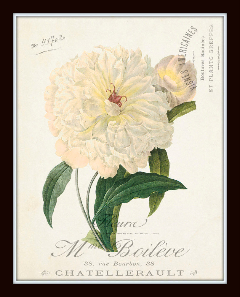 French Botanical Collage Floral Print Set No. 3 – Belle Maison Art