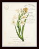 French Botanical Collage Floral Print Set No. 3