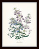 Fleurs de Jardin Botanical Print Set No. 12