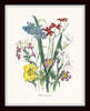 Fleurs de Jardin Botanical Print Set No. 15