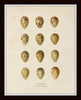 Bird Eggs Print Set No. 1
