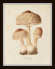 Mushroom Vegetable Art Print Set No. 1