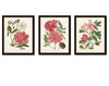 Pink Peonies Botanical Print Set