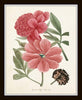 Pink Peonies Botanical Print Set