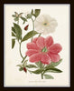 Pink Peonies Botanical Print Set