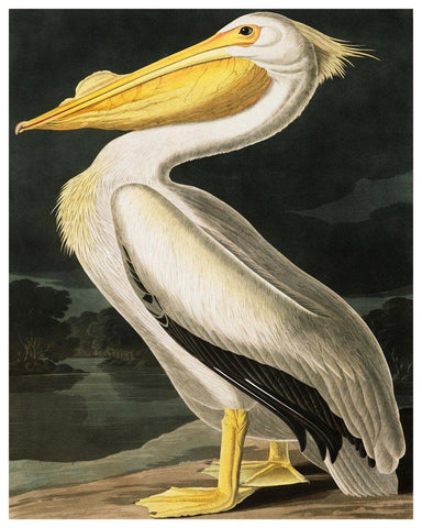 Vintage Audubon American Pelican