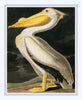 Vintage Audubon American Pelican