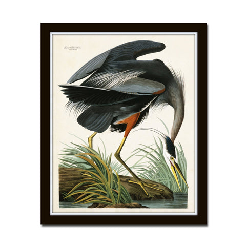 Vintage Audubon Blue Heron
