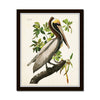 Vintage Audubon Brown Pelican Bird Print