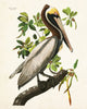 Vintage Audubon Brown Pelican Bird Print
