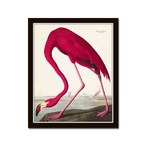 Vintage Audubon Pink Flamingo