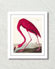 Vintage Audubon Pink Flamingo