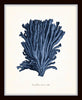 Blue Sea Coral Print Set No. 3